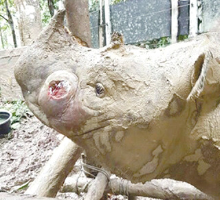 Concern over rhino's health